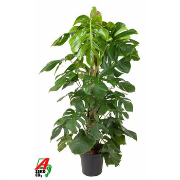 Monstera deliciosa Deliciosa Mosstok P27pp 150cm 27cm Q3898