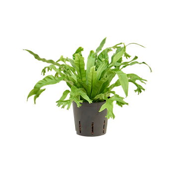 Asplenium antiquum 'Amy' 2ASAMBP05