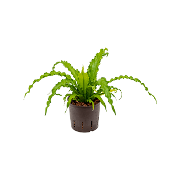 Asplenium antiquum 'Osaka' 2ASOSBP05