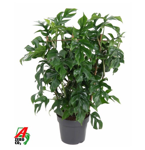 Monstera minima Minima on rek P19 (NO GAP)pp 60cm 19cm Q3911