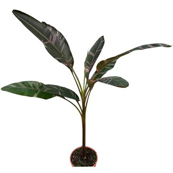 Bananovec nono 1 pp 180cm 27cm Q3929