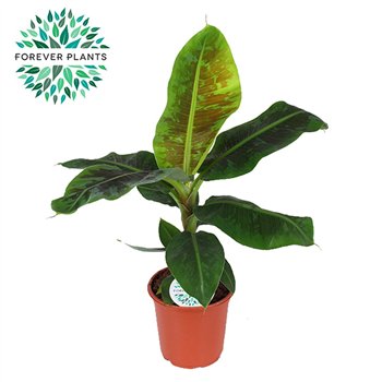 Bananovec dwarf cavendish Oriental Dwarf p21 1 pp 75cm 21cm Q3937