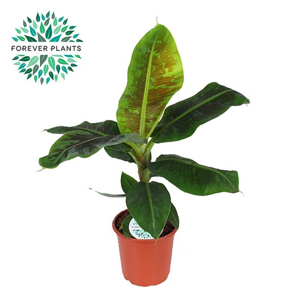 Bananovec dwarf cavendish Oriental Dwarf p21 1 pp 75cm 21cm Q3937