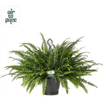 Nephrolepis exaltata green lady Air So Pure - Hangpot 60cm 20cm Q3951