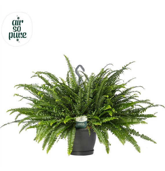 Nephrolepis exaltata green lady Air So Pure - Hangpot 60cm 20cm Q3951