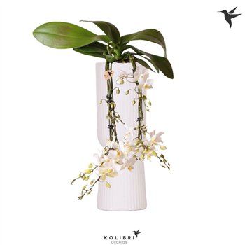 Orhideja Phalaenopsis multiflora wit Kolibri Orchids Victoria Fall in Diabolo fallwhite50 fl  4 stems plnt 40cm 9cm Q3992