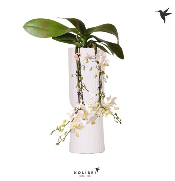 Orhideja Phalaenopsis multiflora wit Kolibri Orchids Victoria Fall in Diabolo fallwhite50 fl  4 stems plnt 40cm 9cm Q3992