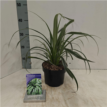 Astelia nervosa 'Silver Shadow' F00005752