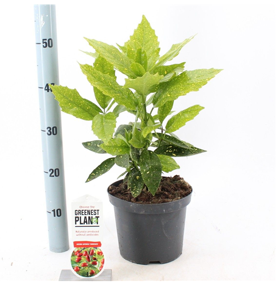 Aucuba japonica 'Variegata' F00005755