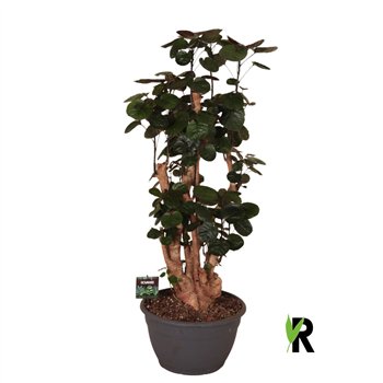 Polyscias fabian Fabian bonsai 1 pp 100cm 30cm Q4476