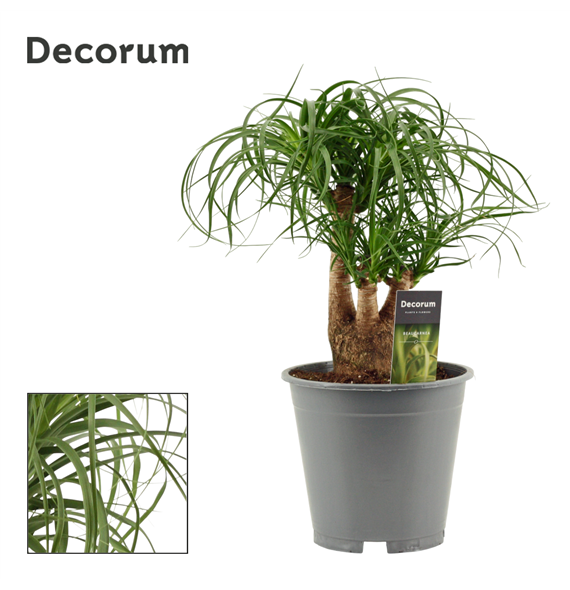 Nolina Beaucarnea F00000565