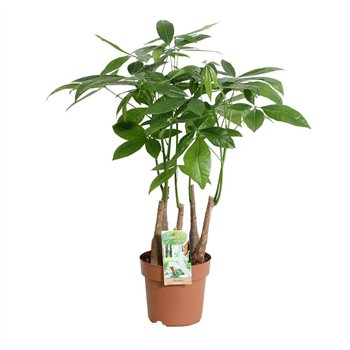 Pachira aquatica multi-stam5 pp 55cm 17cm Q4481