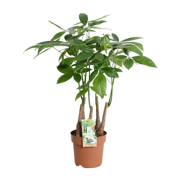 Pachira aquatica multi-stam5 pp 55cm 17cm Q4481