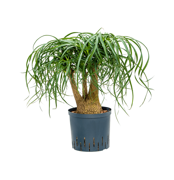 Nolina Beaucarnea recurvata 1BEREVT82