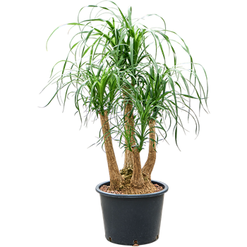 Nolina Beaucarnea recurvata 1BEREVT88