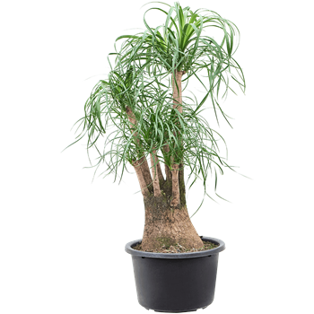 Nolina Beaucarnea recurvata 4BEREV183