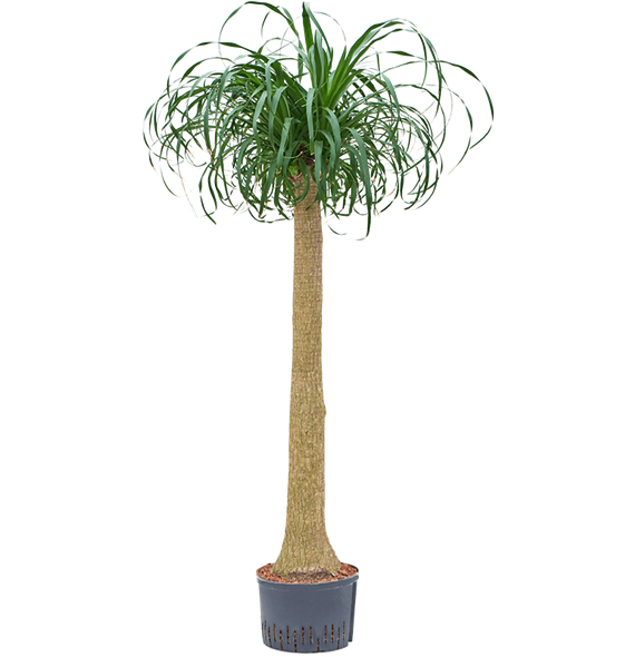 Nolina Beaucarnea recurvata 1BERERS45