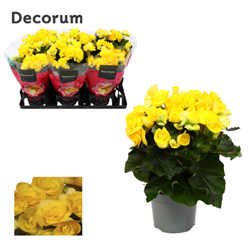 Begonija 'Rebecca' F00000277