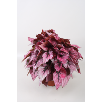 Begonija Beleaf Indian Summer F00001153