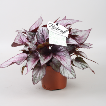 Begonija Beleaf Maori Haze F00001128