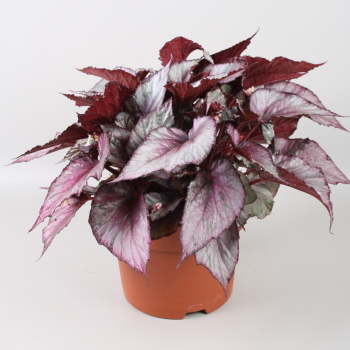 Begonija Beleaf Maori Haze F00001132