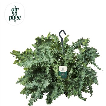 Phlebodium aureum davana Air So Pure - Hangpot 40cm 20cm Q4876