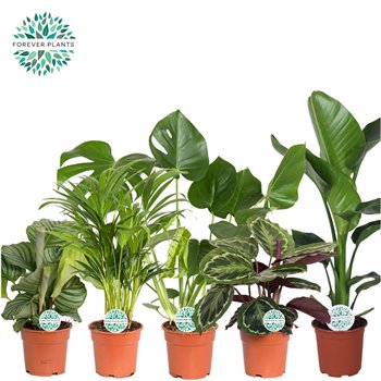 Miks lončnic green Mix Post p17  Mountain 2 pp 60cm 17cm Q4897