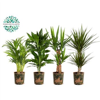 Miks lončnic green Mix p17 in SIERCUP GREEN JEWELS 1 pp 60cm 17cm Q4902