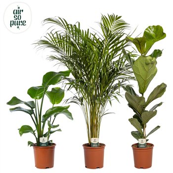 Miks lončnic green Mix p21 LUXE (Air So Pure) 1 pp 95cm 21cm Q4905