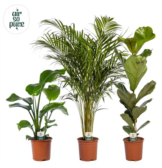 Miks lončnic green Mix p21 LUXE (Air So Pure) 1 pp 95cm 21cm Q4905