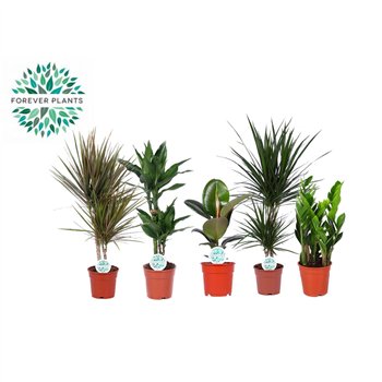 Miks lončnic Groenmix Miquel p17 1 pp 60cm 17cm Q4911