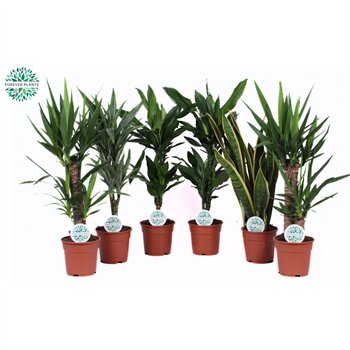 Miks lončnic Groenmix Marcos p17 1 pp 60cm 17cm Q4915