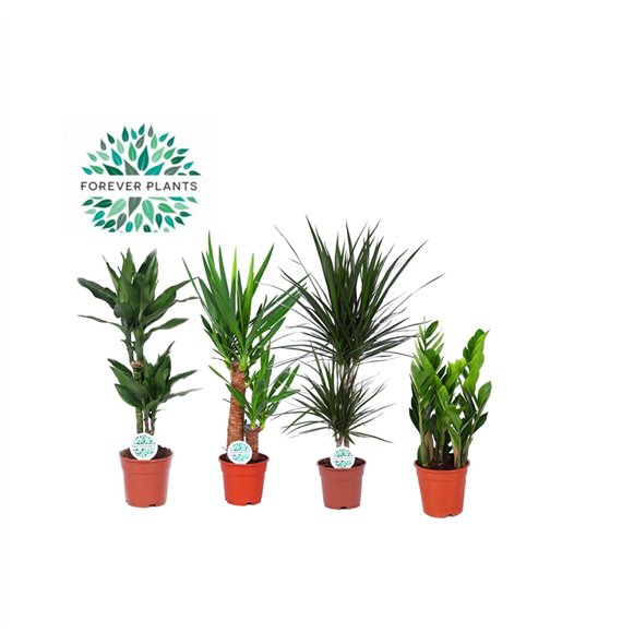 Miks lončnic green Groenmix Santos p17 1 pp 60cm 17cm Q4918