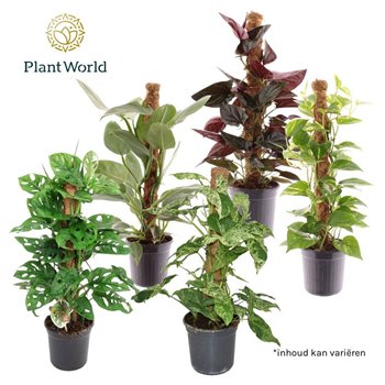 Miks lončnic green Mosstok Mix 2 pp 60cm 16cm Q4920