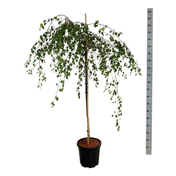 Betula pendula 'Youngii' F00007083