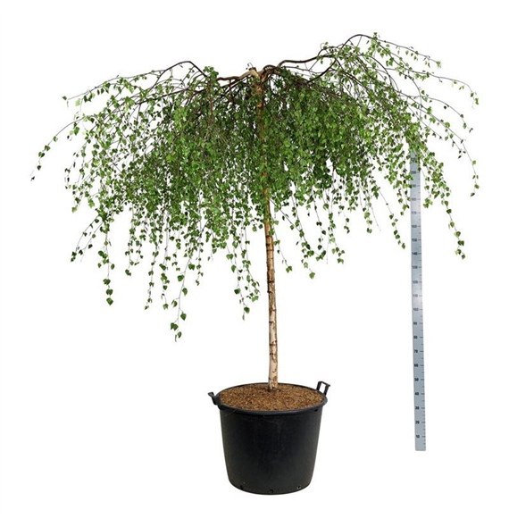 Betula pendula 'Youngii' F00006996
