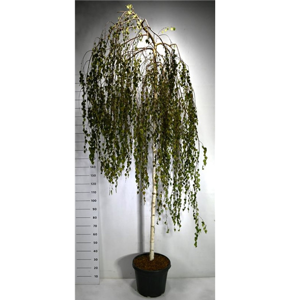 Betula pendula 'Youngii' F00007527