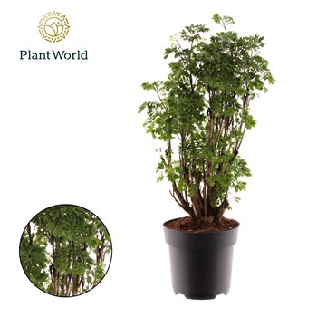 Polycias roble Polyscias Roble branched 1 pp 60cm 17cm Q4977