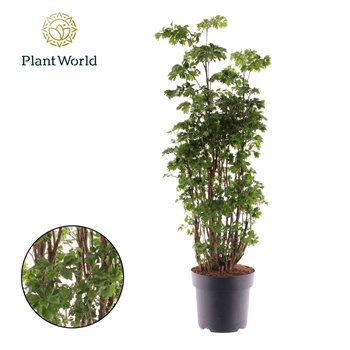 Polycias roble Polyscias Roble branched 1 pp 75cm 21cm Q4979