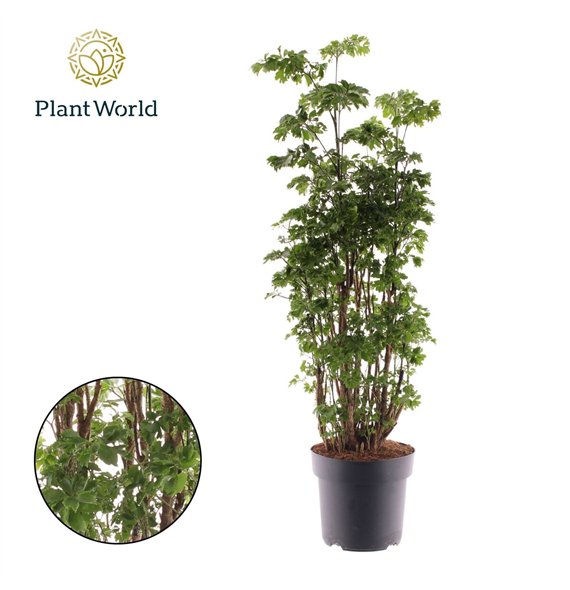 Polycias roble Polyscias Roble branched 1 pp 75cm 21cm Q4979