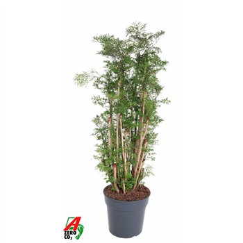 Polycias fruticosa Polyscias Ming1 pp 140cm 31cm Q4981