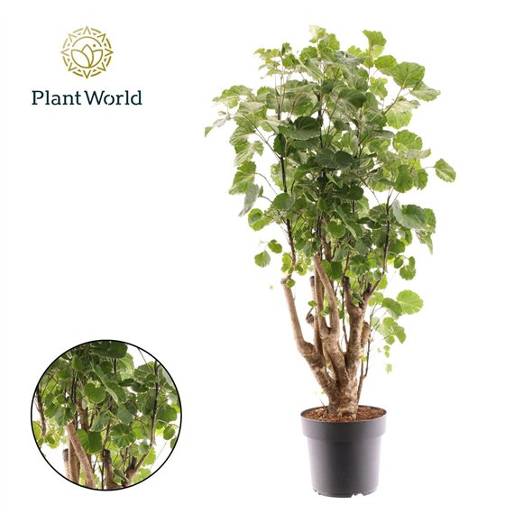 Polyscias balfourii Balfouriana branched 1 pp 80cm 21cm Q4990