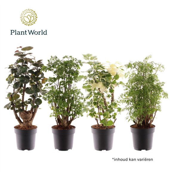 Polyscias branched 2-3 kinds mixed 1 pp 60cm 17cm Q4994