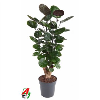 Polyscias fabian Fabian branched P211 pp 70cm 21cm Q4996