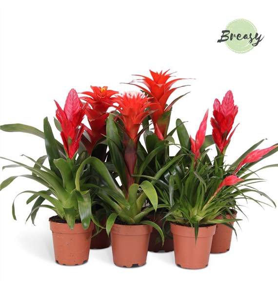 Bromelia Red Family mix F00000127