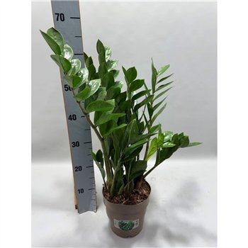 Zamija zamiifolia P17 65cm 8+ springs 8 stems plnt 65cm 17cm Q5088