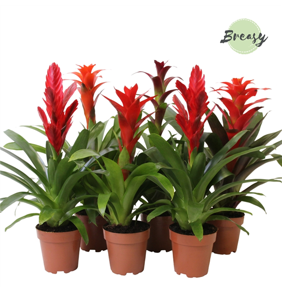 Bromelia Urban mix F00000139