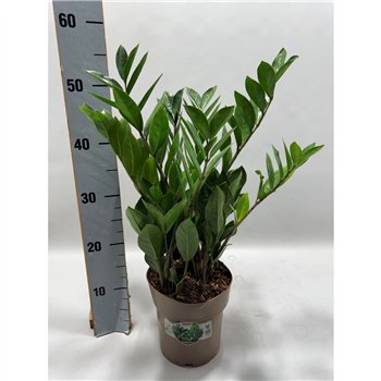 Zamija zamiifolia P17 55cm 8+ springs 8 stems plnt 55cm 17cm Q5100