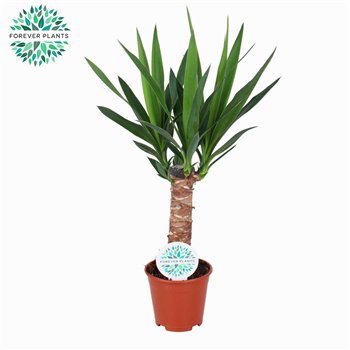 Juka 120-90-453 pp 160cm 31cm Q5111