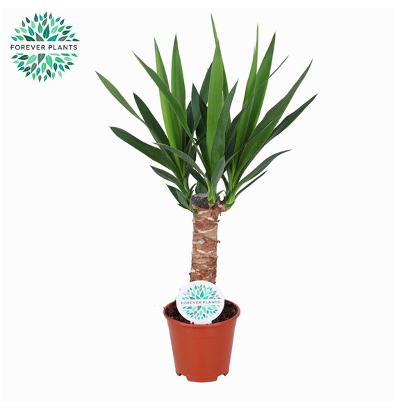 Juka 120-90-453 pp 160cm 31cm Q5111